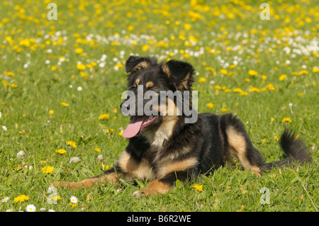 Deux mois Berger Australien chien couché dans une prairie de fleurs Banque D'Images