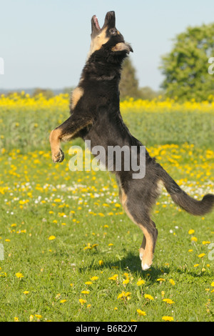 2 mois chien berger australien sauter de haut Banque D'Images