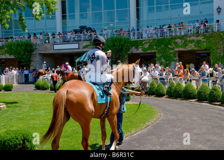 Cheval de course pur-sang d'être réchauffé en paddock parade avant la course. Banque D'Images