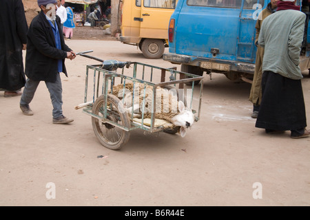 Demnate Maroc Afrique du Nord homme décembre le transport d'un mouton dans un panier à main Banque D'Images