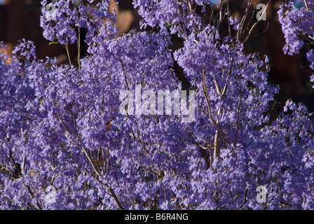 Jacarandas,Waterburg, Wilderness Lodge, la Namibie, l'Afrique de l'Ouest Banque D'Images