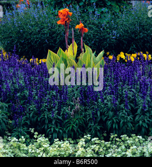 Canna Striata en bordure bleue à Kew Banque D'Images