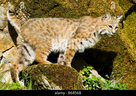 Bobcat harcèlement sur un rocher moussu- conditions contrôlées Banque D'Images