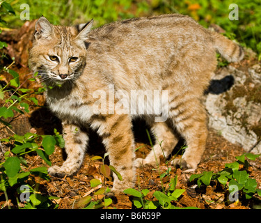 Bobcat debout sur un journal pourri - conditions contrôlées Banque D'Images