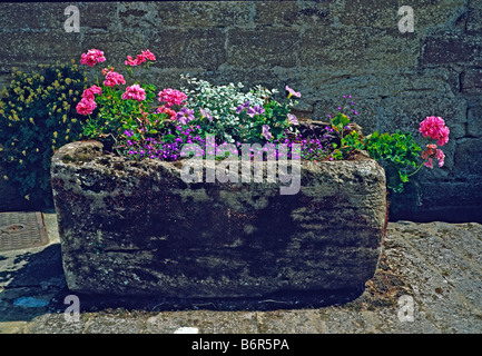 Dans une plantation pastel auge en pierre Banque D'Images