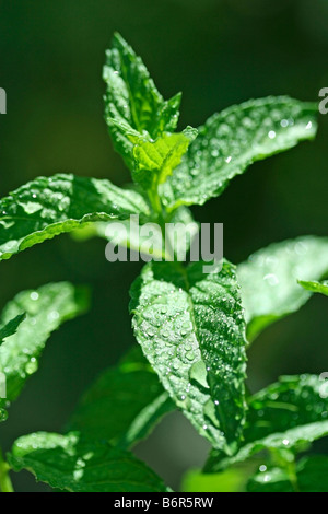 Menthe Mentha sp. Banque D'Images