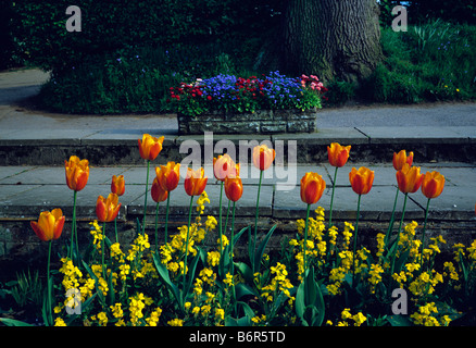 Floraison de printemps tulipes orange vif et jaune giroflées Banque D'Images