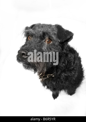 Patterdale terrier Banque D'Images