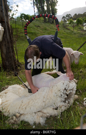 Cisaille indépendante Tasmanie tondant des moutons domestiques Banque D'Images