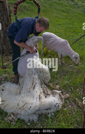 Cisaille indépendante Tasmanie tondant des moutons domestiques Banque D'Images