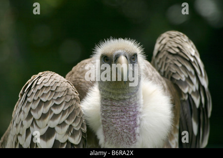ESCONDIDO CA 4 avril un jeune vautour regarde l'rueppels les badauds au San Diego Wild Animal Park. Banque D'Images