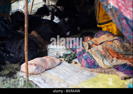Très mauvaise fille indienne nomade de dormir dans leur tente avec la famille des chèvres. L'Andhra Pradesh, Inde. Selective focus Banque D'Images