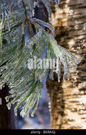 Les aiguilles de pin et bouleau tronc d'arbre recouvert de glace Banque D'Images