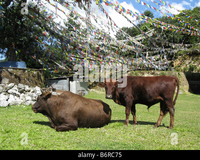 Les vaches et les drapeaux de prières au couvent de Nagi Gompa, Shivapuri, vallée de Katmandou, Népal, Himalaya, Bagmati, l'Asie centrale Banque D'Images