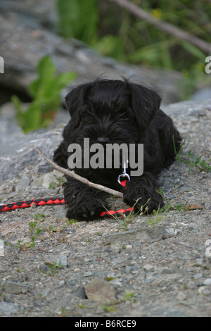 Chiot schnauzer nain avec son premier stick Banque D'Images