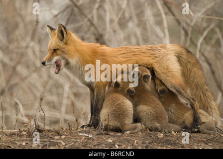 Le renard roux (Vulpes vulpes). Suckling femelle chiots Banque D'Images