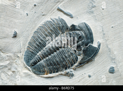 Fossiles de trilobites sur matrice. Elrathie kingii (Cambrian). Wheeler Delta, Utah. schiste USA. 3cm de longueur du corps Banque D'Images