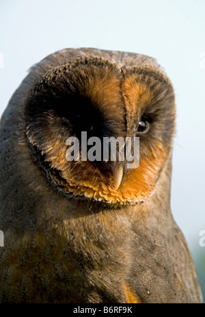 Melanistic ou noir Effraie des clochers (Tyto alba) une mutation génétique causée par l'augmentation de la quantité de mélanine dans les gènes Banque D'Images