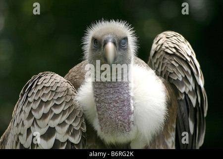 ESCONDIDO CA 4 avril un jeune vautour regarde l'rueppels les badauds au San Diego Wild Animal Park Banque D'Images