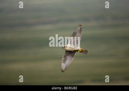 Le Faucon gerfaut Falco rusticolus en Islande Banque D'Images