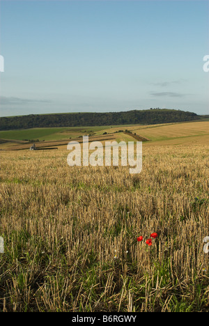 L'âge du fer ancien fort de colline de Cissbury Ring se trouve à la distance de ce droit des South Downs dans le West Sussex. Banque D'Images