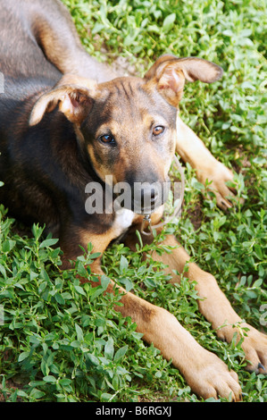 Chien bâtard allongé sur l'herbe Banque D'Images