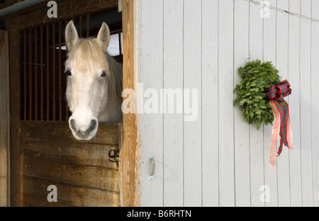 Un cheval blanc pairs hors de sa file à Noël dans le Vermont Banque D'Images