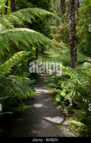 Un chemin qui traverse une forêt tropicale. Banque D'Images