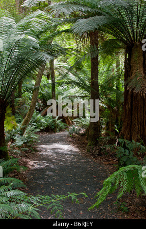 Un chemin qui traverse une forêt tropicale. Banque D'Images