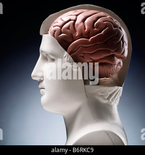 Un modèle de tête avec le cerveau exposé Banque D'Images