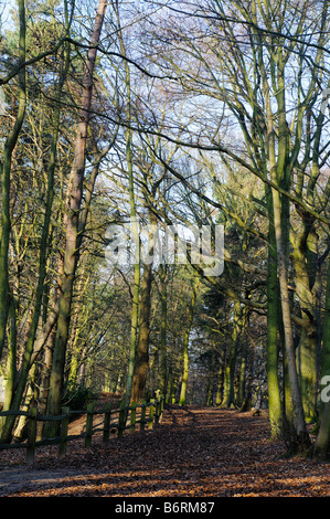 Chemin des bois avec des arbres en hiver Elmbridge Surrey UK Banque D'Images