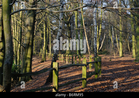 Chemin des bois avec des arbres en hiver Elmbridge Surrey UK Banque D'Images