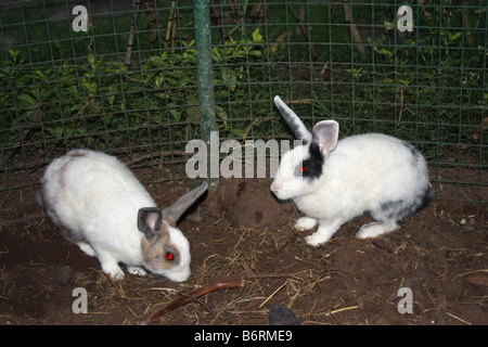 Les lapins sur sol Banque D'Images