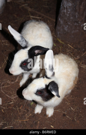 Un lapin Couple ensemble Banque D'Images
