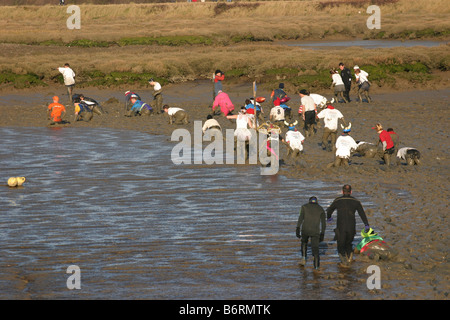 Concurrents de la course annuelle de boue Maldon Mad. Blackwater River, Essex, UK Banque D'Images