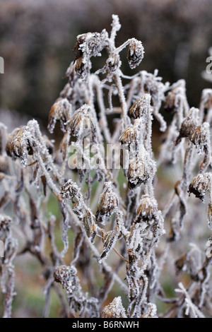 Givre SUR SEEDHEADS DE ASTER NOVAE ANGLIAE NUAGE VIOLET Banque D'Images