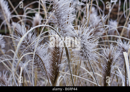 Givre SUR SEEDHEADS DE PENNISETUM ALOPECUROIDES à tête rouge Banque D'Images