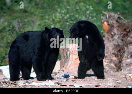 L'ours noir (Ursus americanus) le roaming pour l'alimentation sur un dépotoir Banque D'Images