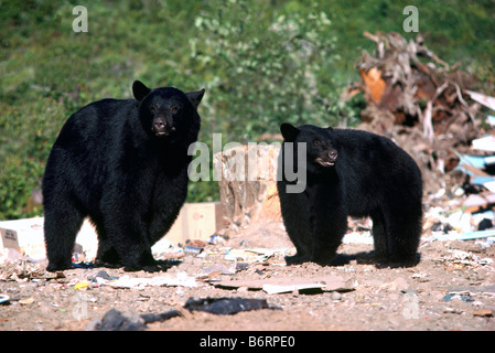 L'ours noir (Ursus americanus) le roaming pour l'alimentation sur un dépotoir Banque D'Images