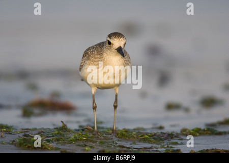 Grey Plover (Pluvialis squatarola) sur le rivage Banque D'Images