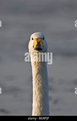 Un gros plan de la tête et du cou d'un cygne chanteur Cygnus cygnus adultes à Welney, Norfolk, Angleterre Banque D'Images