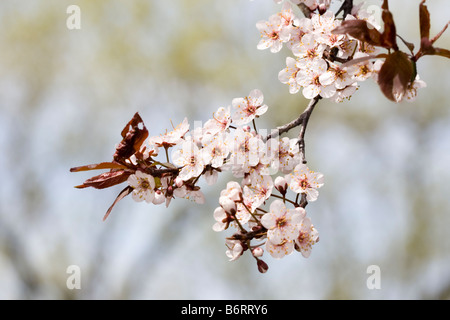 Fleur de cerisier Banque D'Images