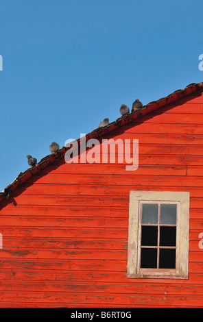 Pigeons sur un toit rouge 2 Banque D'Images