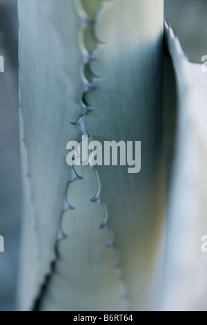 Yucca cactus modèle zipper Banque D'Images