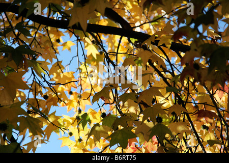 Feuilles jaunes sur l'arbre à la recherche jusqu'au ciel bleu Banque D'Images