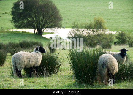 Face noire Lancashire moutons paissent sur l'herbe verte et les joncs près d'un étang d'argent dans les terres agricoles autour de Tebay Cumbria Banque D'Images