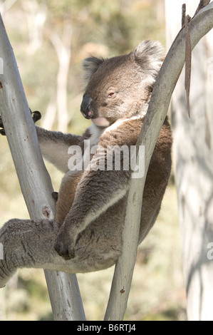 Koala Phascolarctos cinereus, gomme naturelle, sur l'arbre Banque D'Images