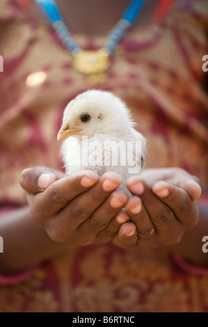 Jeune poussin dans les mains d'une jeune indienne. L'Andhra Pradesh, Inde. Selective focus Banque D'Images