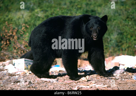 L'ours noir (Ursus americanus) le roaming pour l'alimentation sur un dépotoir Banque D'Images