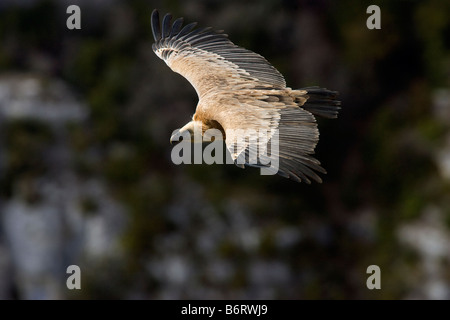 Oiseau en vol. Vue de côté Banque D'Images